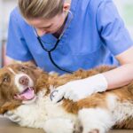 Veterinary Technician – Apollo Animal Hospital