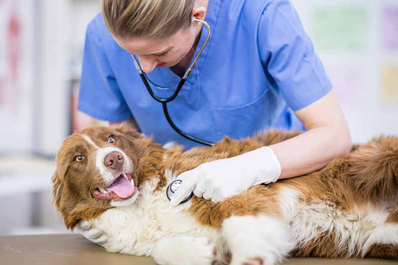 Veterinary Technician – Apollo Animal Hospital